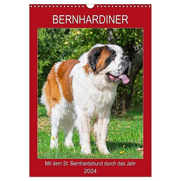 Bernhardiner - Mit dem St. Bernhardshund durch das Jahr (Wandkalender 2024 DIN A3 hoch), CALVENDO Monatskalender, Sigrid Starick