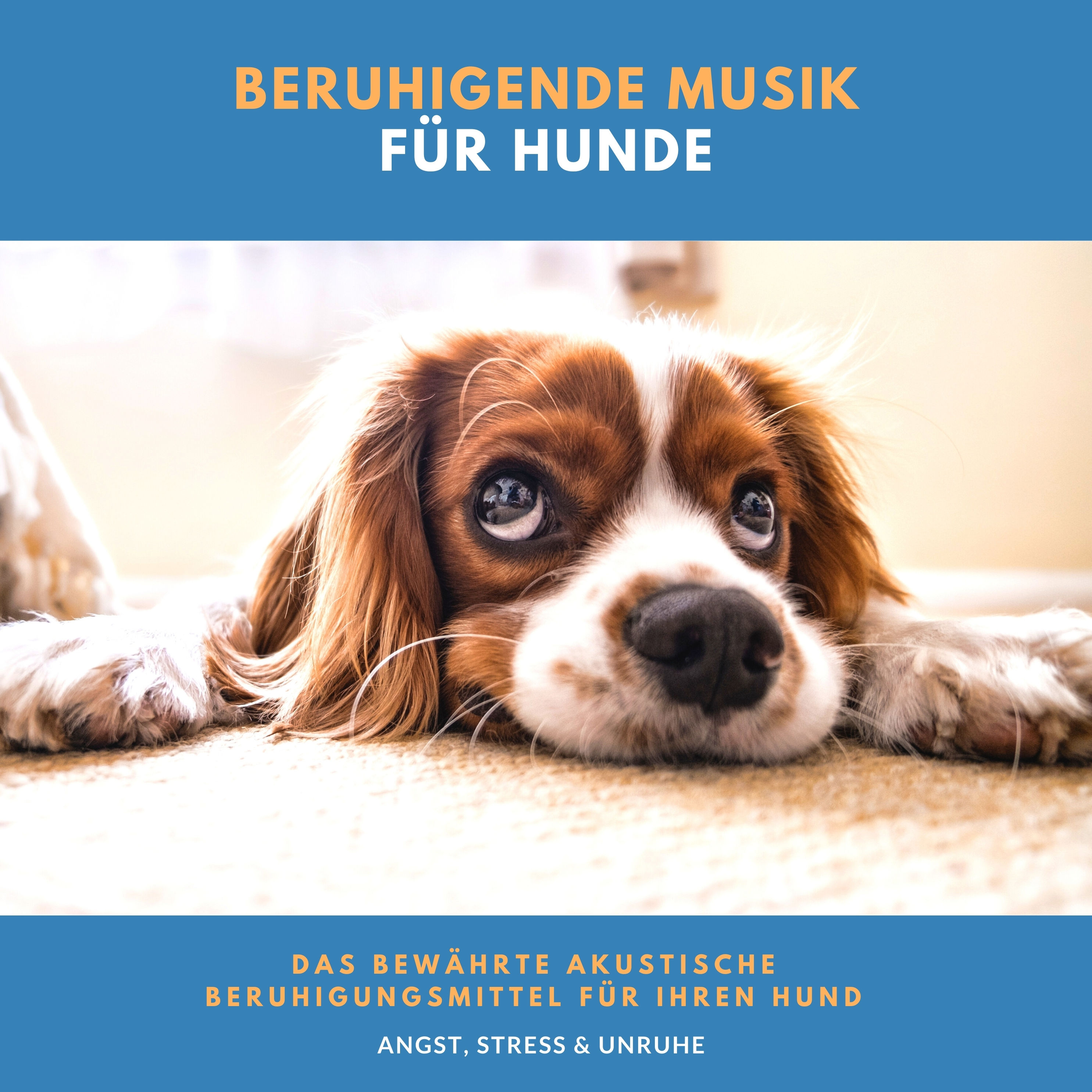 Beruhigende Musik für Hunde Hörbuch downloaden bei Weltbild.ch