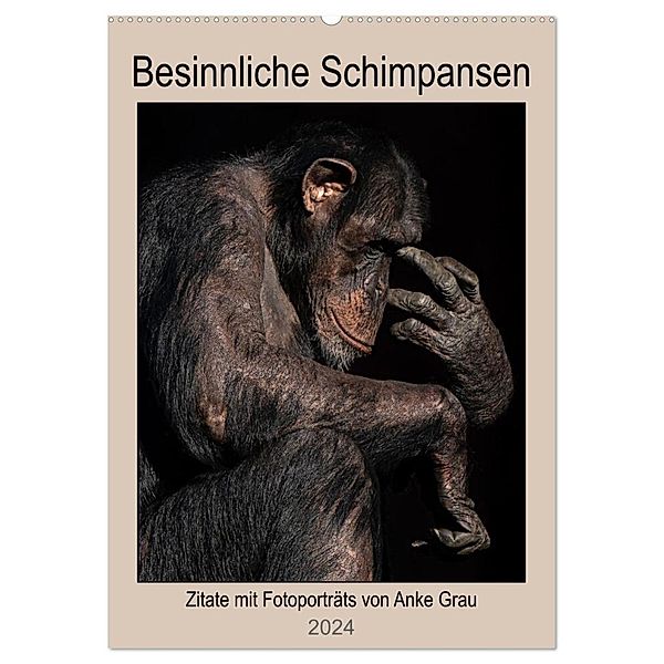 Besinnliche Schimpansen (Wandkalender 2024 DIN A2 hoch), CALVENDO Monatskalender, Anke Grau