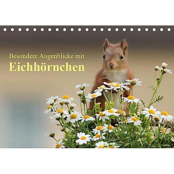 Besondere Augenblicke mit Eichhörnchen (Tischkalender 2019 DIN A5 quer), Tine Meier