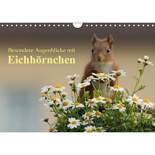 Besondere Augenblicke mit Eichhörnchen (Wandkalender 2016 DIN A4 quer), Tine Meier