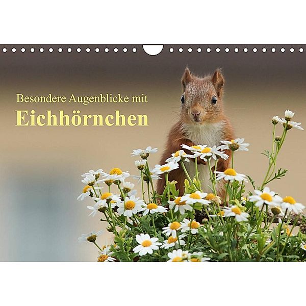 Besondere Augenblicke mit Eichhörnchen (Wandkalender 2023 DIN A4 quer), Tine Meier
