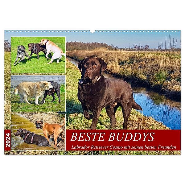 Beste Buddys (Wandkalender 2024 DIN A2 quer), CALVENDO Monatskalender, Claudia Kleemann
