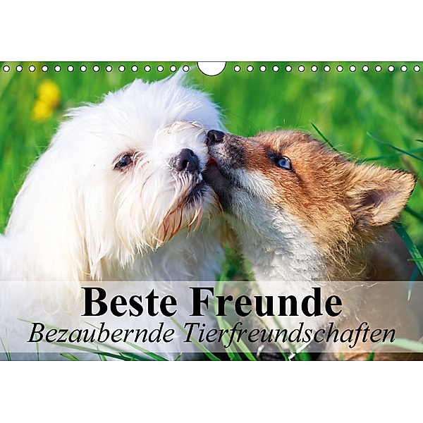 Beste Freunde - Bezaubernde Tierfreundschaften (Wandkalender 2018 DIN A4 quer), Elisabeth Stanzer