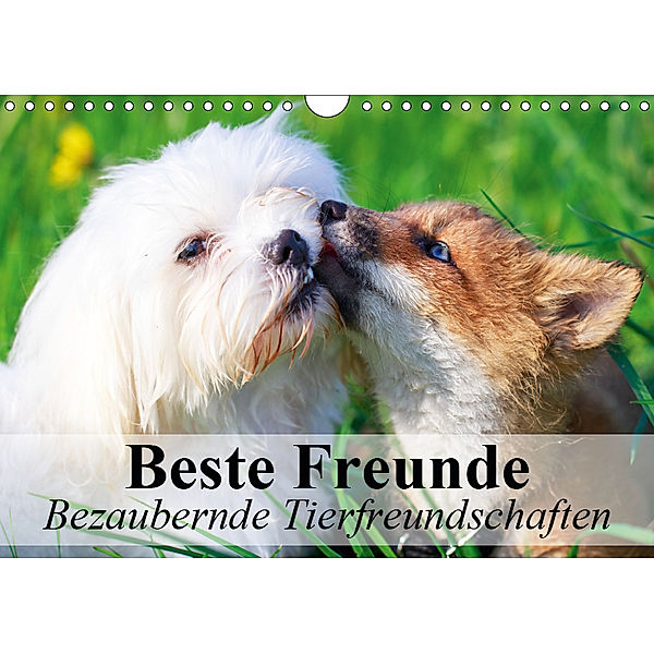 Beste Freunde - Bezaubernde Tierfreundschaften (Wandkalender 2019 DIN A4 quer), Elisabeth Stanzer