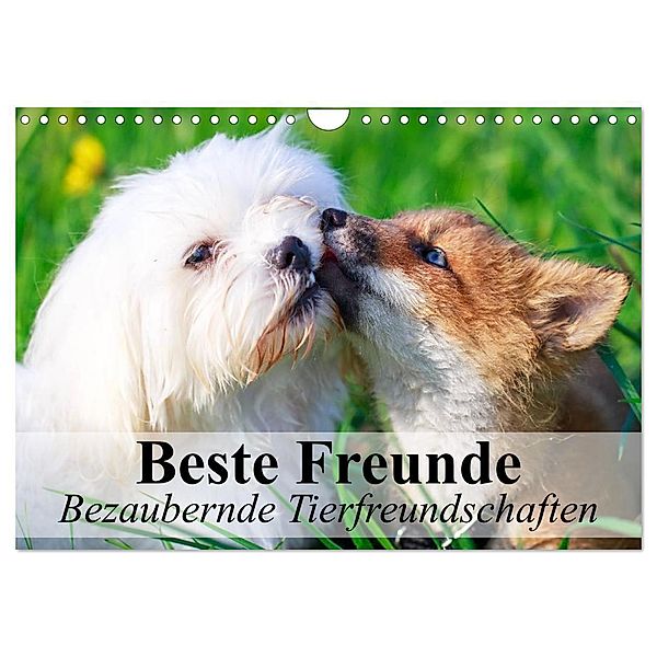 Beste Freunde - Bezaubernde Tierfreundschaften (Wandkalender 2024 DIN A4 quer), CALVENDO Monatskalender, Elisabeth Stanzer