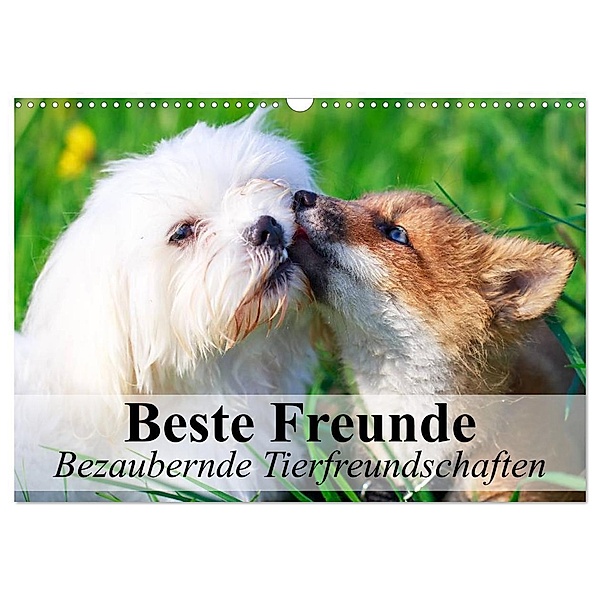 Beste Freunde - Bezaubernde Tierfreundschaften (Wandkalender 2024 DIN A3 quer), CALVENDO Monatskalender, Elisabeth Stanzer