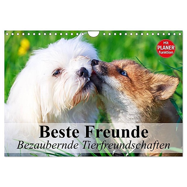 Beste Freunde. Bezaubernde Tierfreundschaften (Wandkalender 2024 DIN A4 quer), CALVENDO Monatskalender, Elisabeth Stanzer
