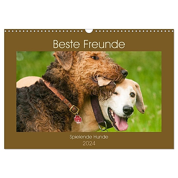 Beste Freunde - Spielende Hunde (Wandkalender 2024 DIN A3 quer), CALVENDO Monatskalender, Meike Bölts