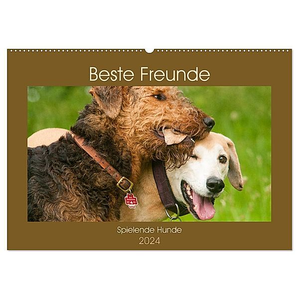 Beste Freunde - Spielende Hunde (Wandkalender 2024 DIN A2 quer), CALVENDO Monatskalender, Meike Bölts