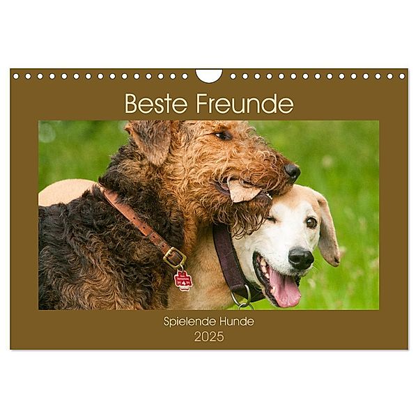 Beste Freunde - Spielende Hunde (Wandkalender 2025 DIN A4 quer), CALVENDO Monatskalender, Calvendo, Meike Bölts