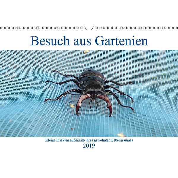 Besuch aus Gartenien - Kleine Insekten außerhalb ihres gewohnten Lebensraumes (Wandkalender 2019 DIN A3 quer), Ingrid Besenböck