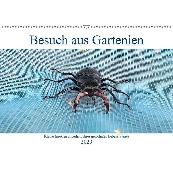 Besuch aus Gartenien - Kleine Insekten außerhalb ihres gewohnten Lebensraumes (Wandkalender 2020 DIN A2 quer), Ingrid Besenböck