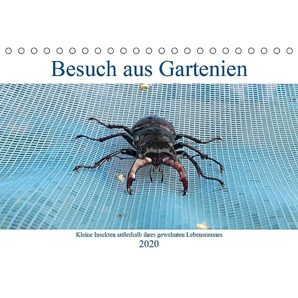 Besuch aus Gartenien - Kleine Insekten außerhalb ihres gewohnten Lebensraumes (Tischkalender 2020 DIN A5 quer), Ingrid Besenböck