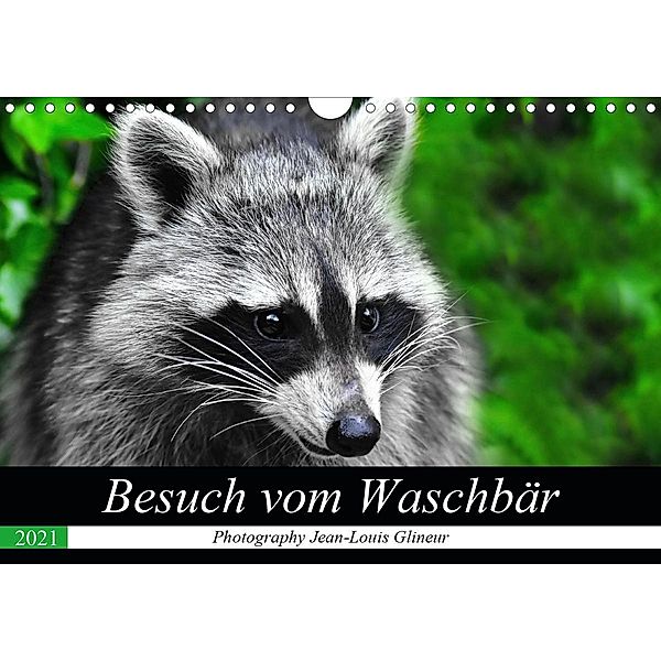 Besuch vom Waschbär (Wandkalender 2021 DIN A4 quer), Jean-Louis Glineur