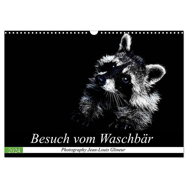 Besuch vom Waschbär (Wandkalender 2024 DIN A3 quer), CALVENDO Monatskalender, Jean-Louis Glineur