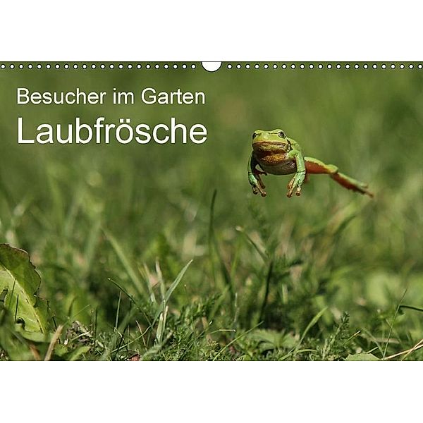 Besucher im Garten - Laubfrösche (Wandkalender 2017 DIN A3 quer), N. Wilhelm