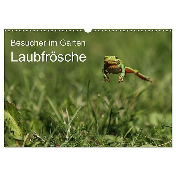 Besucher im Garten - Laubfrösche (Wandkalender 2024 DIN A3 quer), CALVENDO Monatskalender, N. Wilhelm