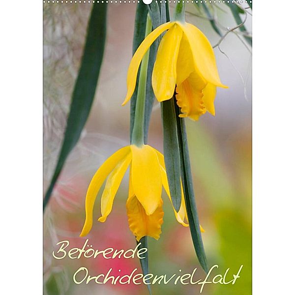 Betörende Orchideenvielfalt (Wandkalender 2023 DIN A2 hoch), Clemens Stenner