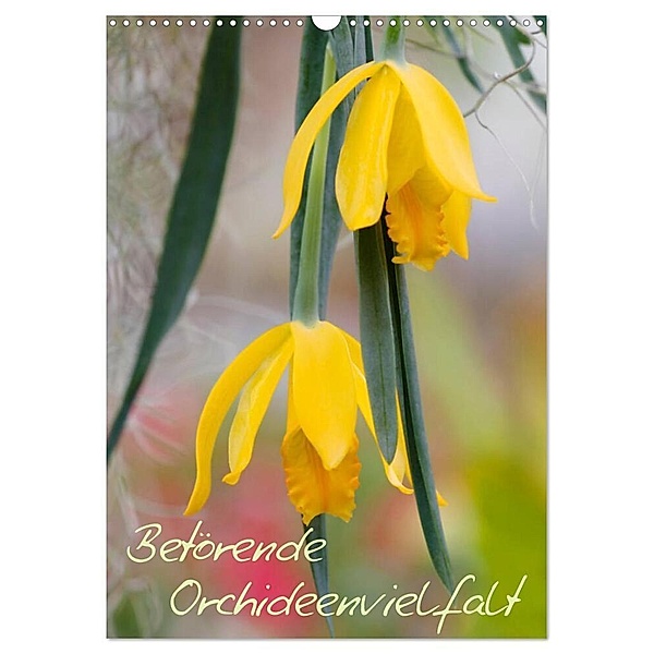 Betörende Orchideenvielfalt (Wandkalender 2024 DIN A3 hoch), CALVENDO Monatskalender, Clemens Stenner