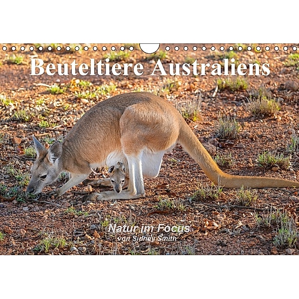 Beuteltiere Australiens (Wandkalender 2018 DIN A4 quer), Sidney Smith