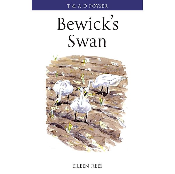 Bewick's Swan, Eileen Rees