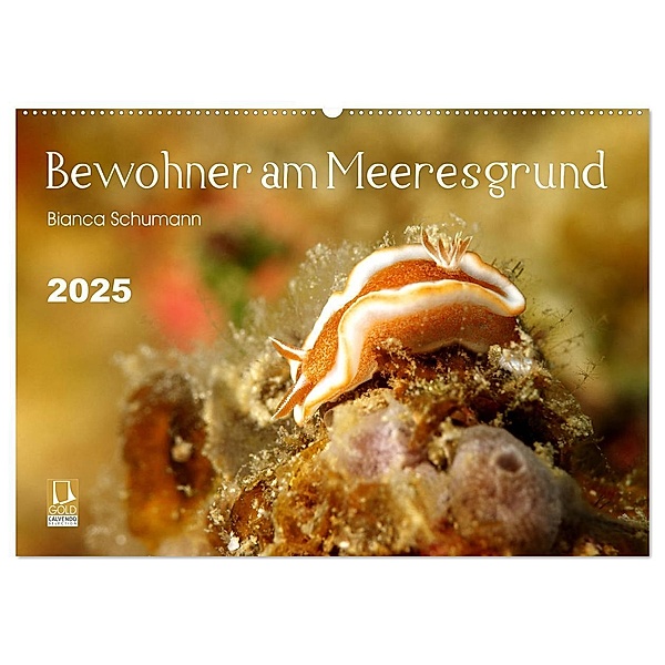 Bewohner am Meeresgrund (Wandkalender 2025 DIN A2 quer), CALVENDO Monatskalender, Calvendo, Bianca Schumann