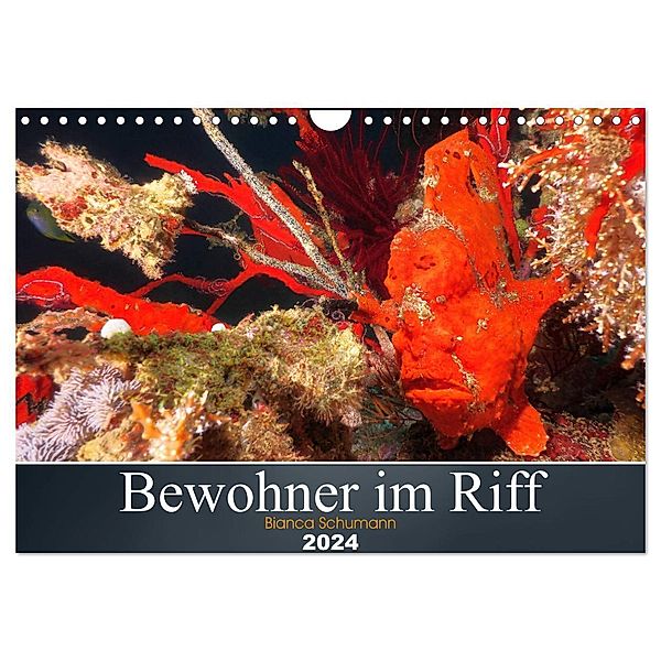 Bewohner im Riff (Wandkalender 2024 DIN A4 quer), CALVENDO Monatskalender, Bianca Schumann