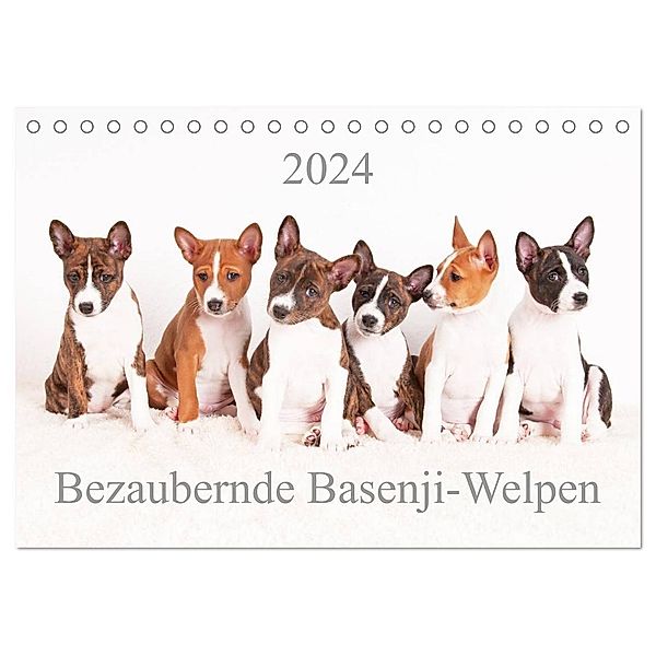 Bezaubernde Basenji-Welpen (Tischkalender 2024 DIN A5 quer), CALVENDO Monatskalender, Angelika Joswig