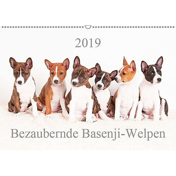 Bezaubernde Basenji-Welpen (Wandkalender 2019 DIN A2 quer), Angelika Joswig