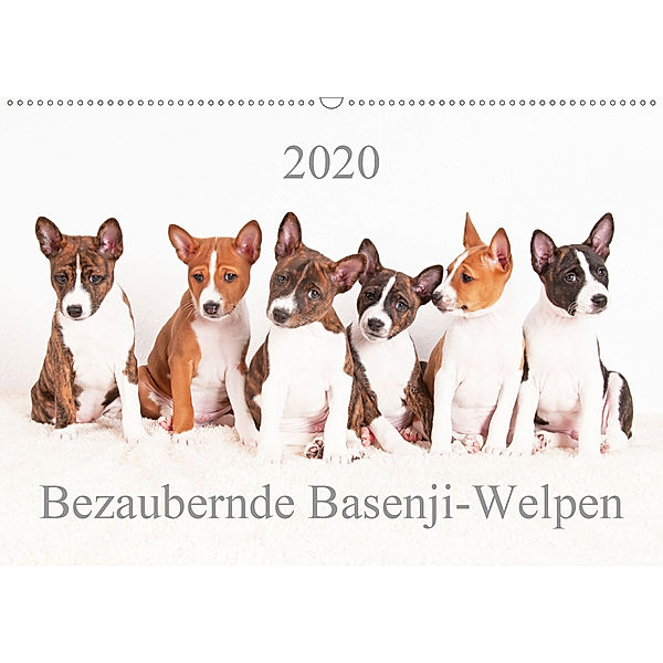 Bezaubernde Basenji-Welpen (Wandkalender 2020 DIN A2 quer), Angelika Joswig