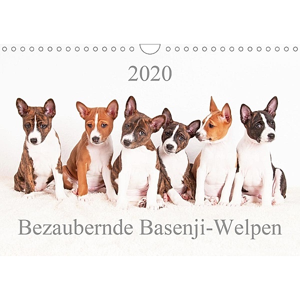 Bezaubernde Basenji-Welpen (Wandkalender 2020 DIN A4 quer), Angelika Joswig