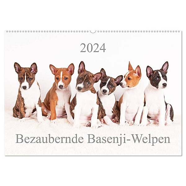 Bezaubernde Basenji-Welpen (Wandkalender 2024 DIN A2 quer), CALVENDO Monatskalender, Angelika Joswig