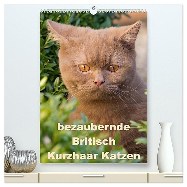 bezaubernde Britisch Kurzhaar Katzen (hochwertiger Premium Wandkalender 2024 DIN A2 hoch), Kunstdruck in Hochglanz, Fotodesign Verena Scholze