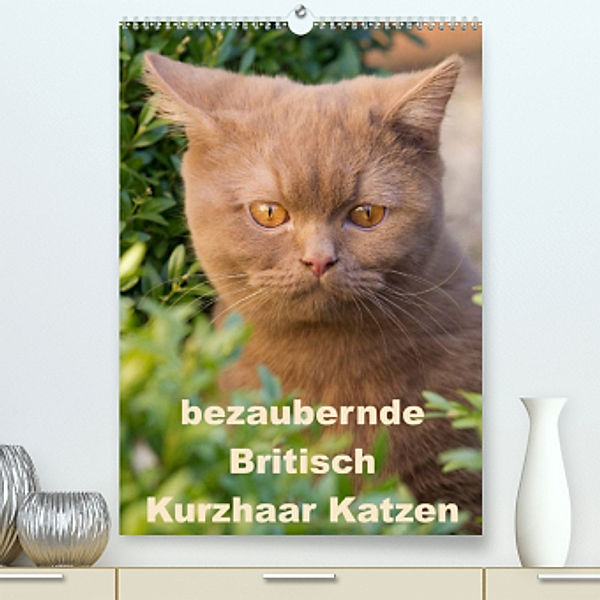 bezaubernde Britisch Kurzhaar Katzen (Premium, hochwertiger DIN A2 Wandkalender 2022, Kunstdruck in Hochglanz), Fotodesign Verena Scholze