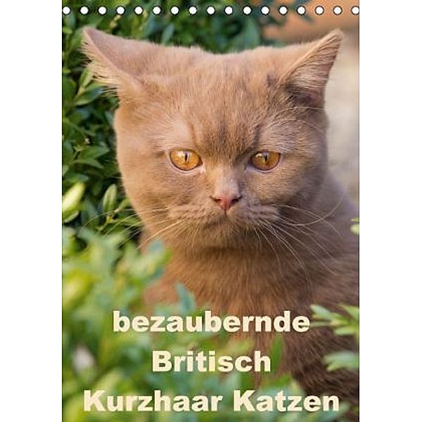 bezaubernde Britisch Kurzhaar Katzen (Tischkalender 2016 DIN A5 hoch), Verena Scholze