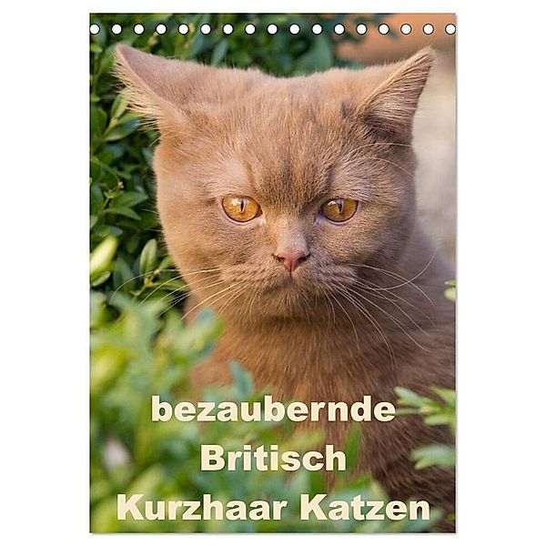 bezaubernde Britisch Kurzhaar Katzen (Tischkalender 2024 DIN A5 hoch), CALVENDO Monatskalender, Fotodesign Verena Scholze