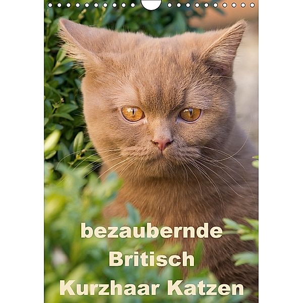 bezaubernde Britisch Kurzhaar Katzen (Wandkalender 2018 DIN A4 hoch), Verena Scholze