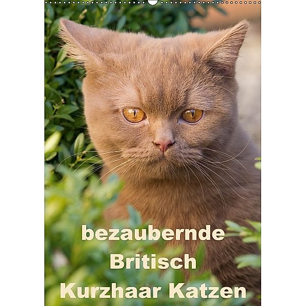 bezaubernde Britisch Kurzhaar Katzen (Wandkalender 2018 DIN A2 hoch), Verena Scholze