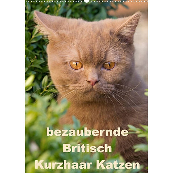 bezaubernde Britisch Kurzhaar Katzen (Wandkalender 2022 DIN A2 hoch), Fotodesign Verena Scholze
