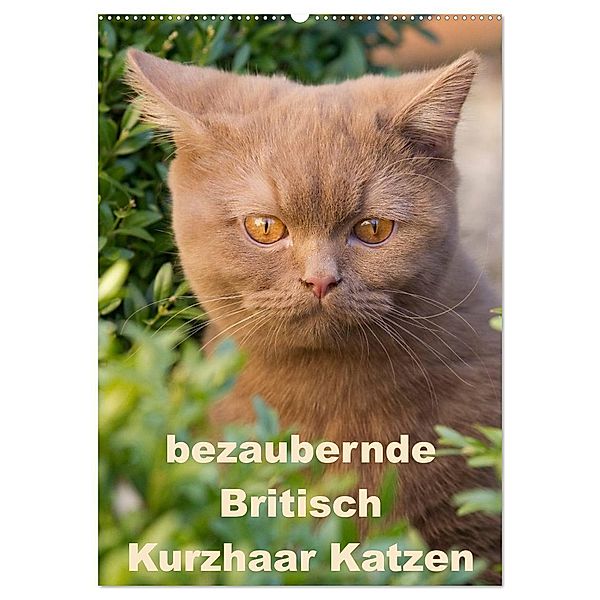 bezaubernde Britisch Kurzhaar Katzen (Wandkalender 2025 DIN A2 hoch), CALVENDO Monatskalender, Calvendo, Fotodesign Verena Scholze