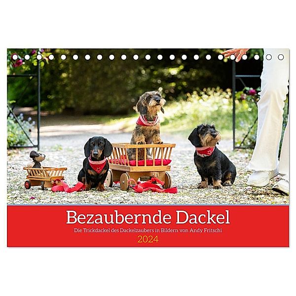 Bezaubernde Dackel (Tischkalender 2024 DIN A5 quer), CALVENDO Monatskalender, Dackelzauber