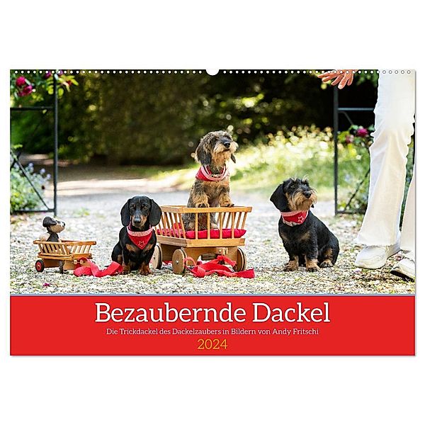 Bezaubernde Dackel (Wandkalender 2024 DIN A2 quer), CALVENDO Monatskalender, Dackelzauber
