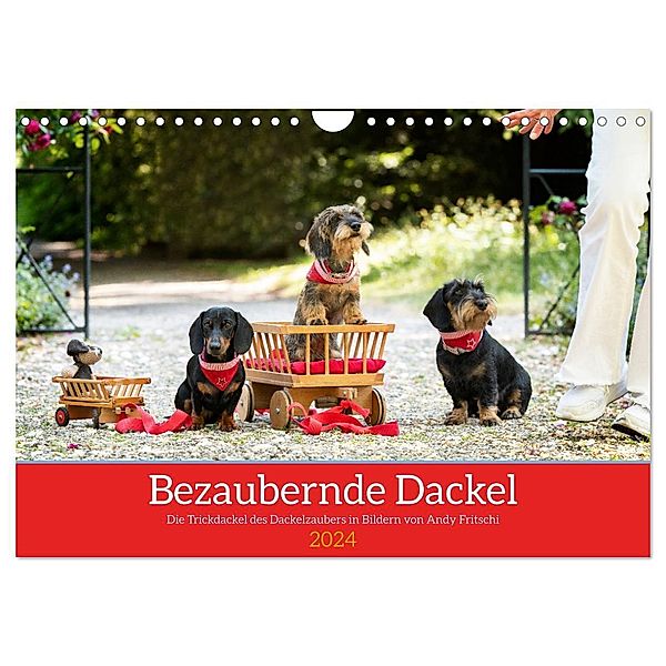 Bezaubernde Dackel (Wandkalender 2024 DIN A4 quer), CALVENDO Monatskalender, Dackelzauber