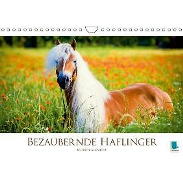 Bezaubernde Haflinger: Mondkalender (Wandkalender 2015 DIN A4 quer), CALVENDO