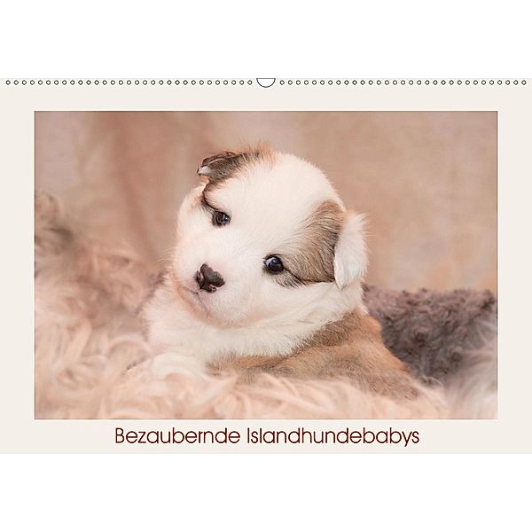 Bezaubernde Islandhundebabys (Wandkalender 2020 DIN A2 quer), Monika Scheurer