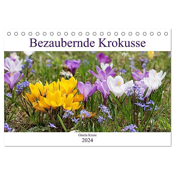 Bezaubernde Krokusse (Tischkalender 2024 DIN A5 quer), CALVENDO Monatskalender, Gisela Kruse