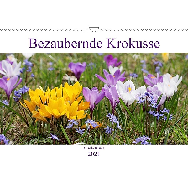 Bezaubernde Krokusse (Wandkalender 2021 DIN A3 quer), Gisela Kruse