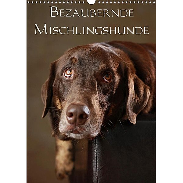Bezaubernde Mischlingshunde (Wandkalender 2021 DIN A3 hoch), Jana Behr