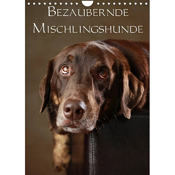 Bezaubernde Mischlingshunde (Wandkalender 2022 DIN A4 hoch), Jana Behr